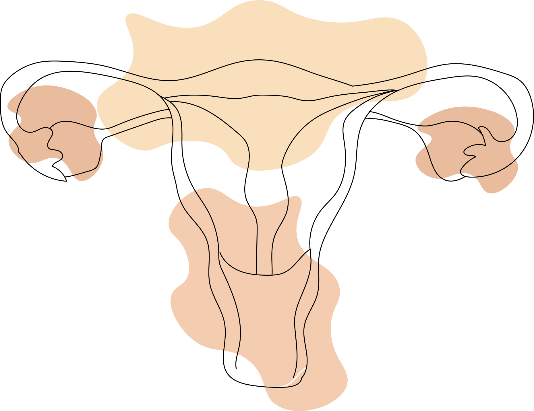 Vaginal ecosystem illustration showing female reproductive system with anatomical line art